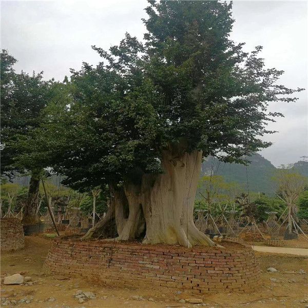 河池野生紫薇古桩 