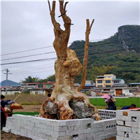 河池红花紫薇树桩 
