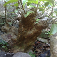 紫薇树桩古桩基地 