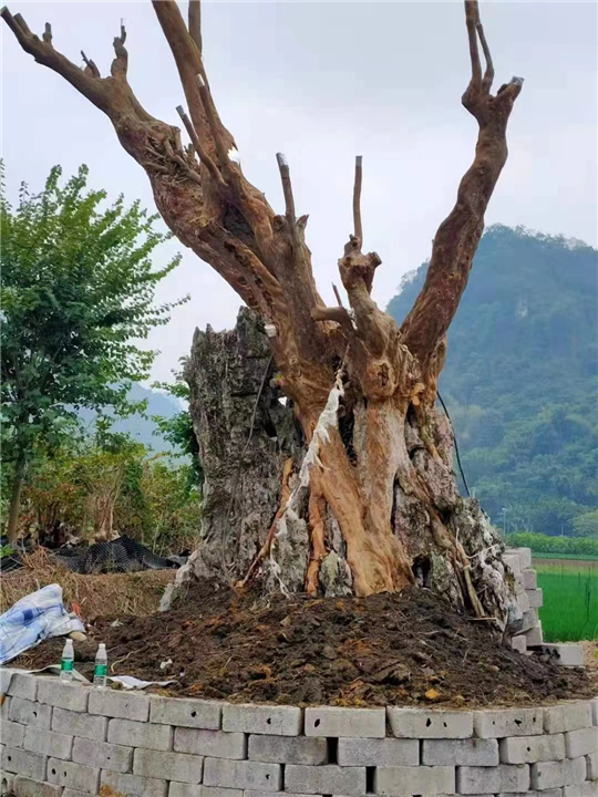 紫薇古桩价格