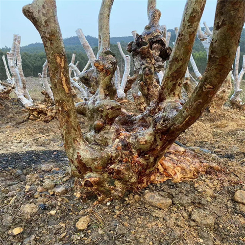 紫薇占地桩