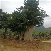 河池野生紫薇古桩 