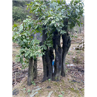 金弹子下山桩