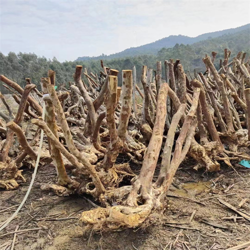 紫薇占地桩批发