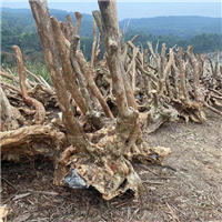 广西桂林紫薇占地桩价格