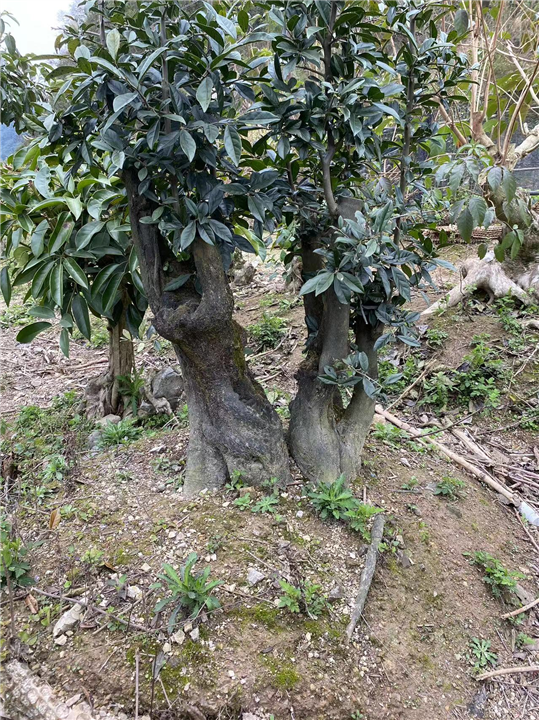 广西金弹子下山桩