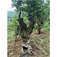 金弹子下山桩批发