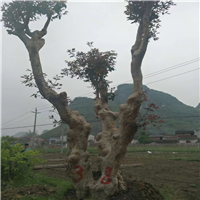 湖南紫薇古桩 