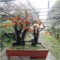 **货广西金弹子价格 
