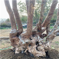 广西紫薇占地桩批发
