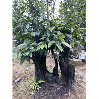 广西金弹子下山桩批发