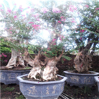 野生紫薇树桩