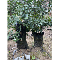 金弹子下山桩价格
