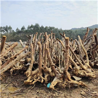 紫薇占地桩价格