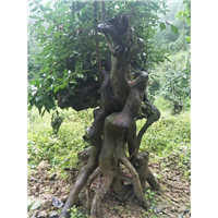 金弹子下山桩培育基地
