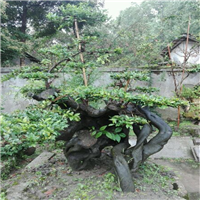 广西紫薇古桩 