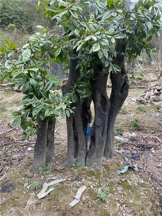 金弹子下山桩批发