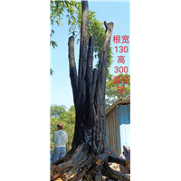金弹子价格