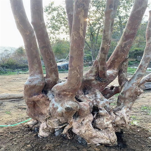 广西紫薇占地桩批发