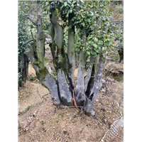 广西金弹子下山桩培育基地