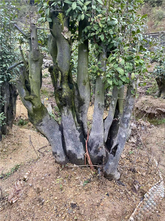 广西金弹子下山桩培育基地