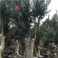 野生紫薇树桩下山桩 