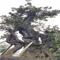 盆栽紫薇树桩 
