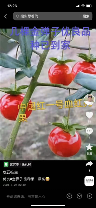 广西金弹子