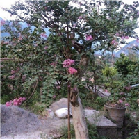 广西紫薇古桩价格 
