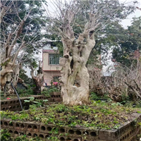 广西紫薇古桩培育基地