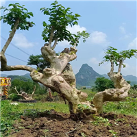 紫薇古桩批发