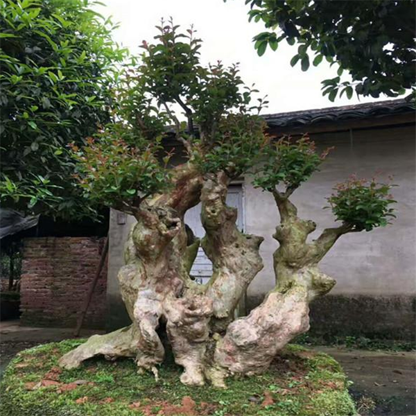 已嫁接红花紫薇树桩 