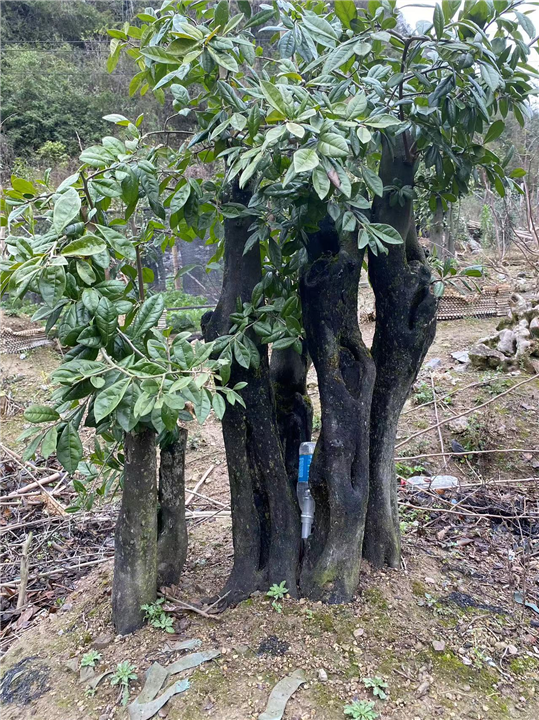 金弹子下山桩