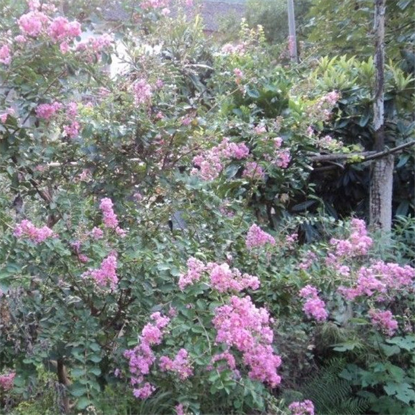 广东紫薇基地价格 