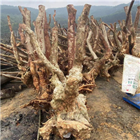 紫薇占地桩培育基地