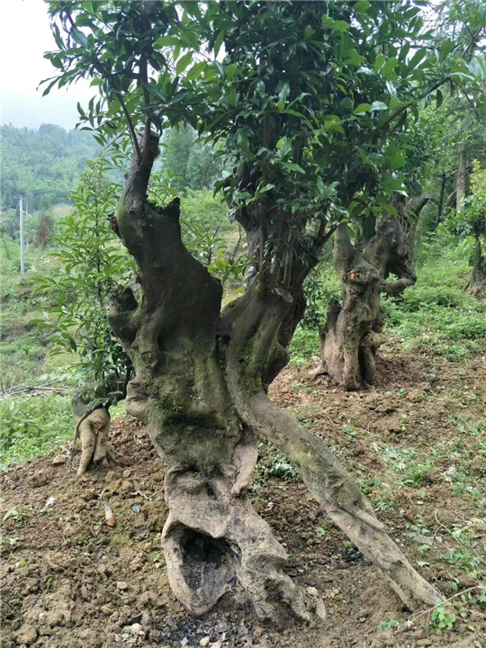 金弹子下山桩批发