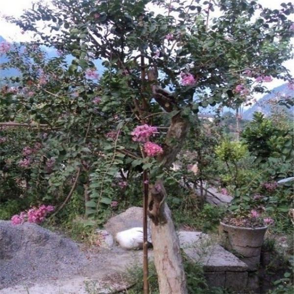 广西紫薇古桩价格 