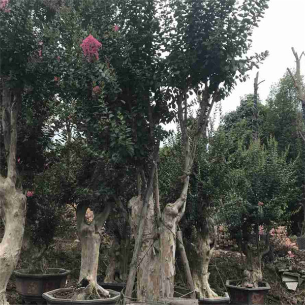 优质红花紫薇树桩 