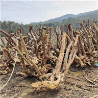 紫薇占地桩批发
