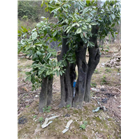 金弹子下山桩批发