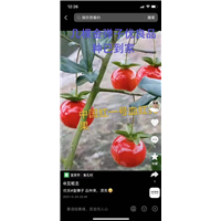 广西金弹子