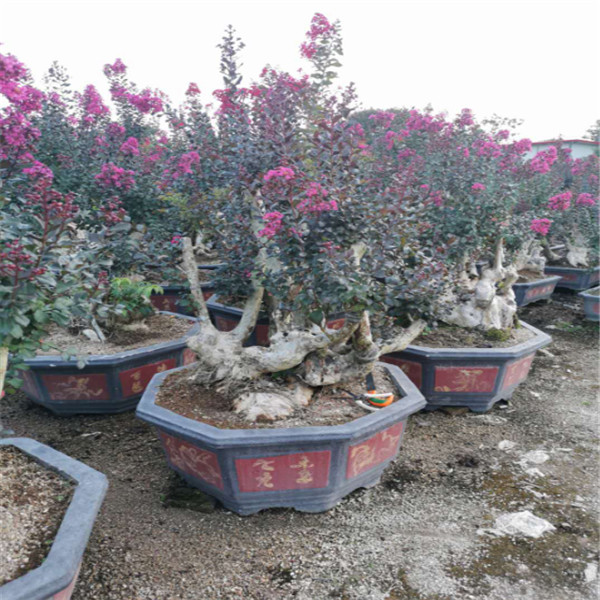 广西红火箭紫薇 