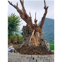 紫薇古桩价格
