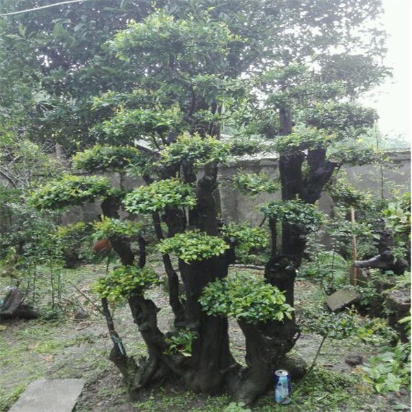 广东红花紫薇古桩 