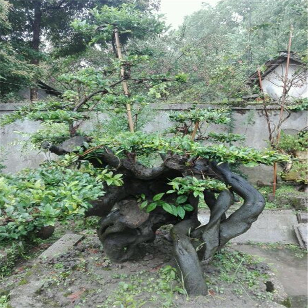 广西紫薇古桩 