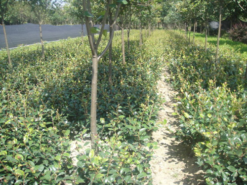 湖南毛球茶花球湖南30公分茶花球湖南璇丰苗圃 