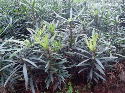 湖南苗木湖南罗汉松湖南罗汉松小苗湖南璇丰苗圃 