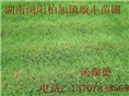 湖南绿化地被湖南草皮苗场 