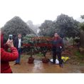 茶花球价格 