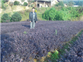 湖南苗木价格湖南桂花红继木小苗 